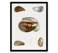Artery8 James De Kay Different Types of Mussel Seashells Framed Wall Art Print in White | Size: A4 Artery8 White A4