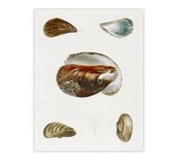 Artery8 James De Kay Different Types of Mussel Seashells Wall Art Print in White | Size: W24" x H32" Artery8 White W24" x H32"