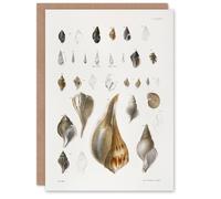 Artery8 James De Kay Different Types of Sea Shells Art Greeting Card in White Artery8 White