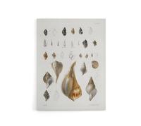Artery8 James De Kay Different Types of Sea Shells Canvas Wall Art Print in White | Size: W18" x H24" Artery8 White W18" x H24"