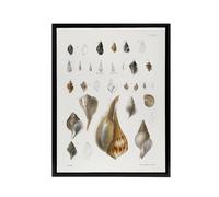 Artery8 James De Kay Different Types of Sea Shells Framed Canvas Art Print in White | Size: W12" x H16" Artery8 White W12" x H16"