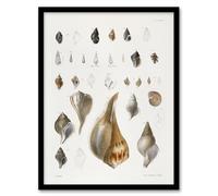 Artery8 James De Kay Different Types of Sea Shells Framed Wall Art Print 12X16