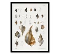 Artery8 James De Kay Different Types of Sea Shells Framed Wall Art Print in White | Size: A4 Artery8 White A4