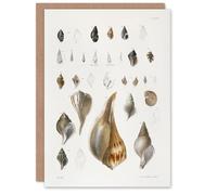 Artery8 James De Kay Different Types of Sea Shells Personalised Art Greeting Card