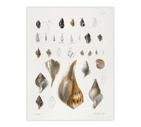Artery8 James De Kay Different Types of Sea Shells Wall Art Print in White | Size: W18" x H24" Artery8 White W18" x H24"