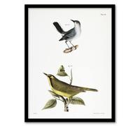 Artery8 James De Kay Gnatcatcher & Kentucky Warbler Framed Wall Art Print in White | Size: W12" x H16" Artery8 White W12" x H16"
