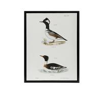 Artery8 James De Kay Hooded & Red Breasted Sheldrake Framed Canvas Art Print in White | Size: W18" x H24" Artery8 White W18" x H24"