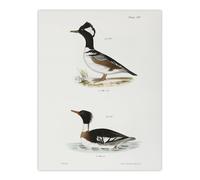 Artery8 James De Kay Hooded & Red Breasted Sheldrake Wall Art Print in White | Size: W12" x H16" Artery8 White W12" x H16"