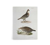 Artery8 James De Kay Partridge & Pinnated Grouse Canvas Wall Art Print in White | Size: W12" x H16" Artery8 White W12" x H16"