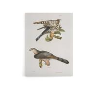 Artery8 James De Kay Pigeon Hawk & Coopers Hawk Canvas Wall Art Print in White | Size: W12" x H16" Artery8 White W12" x H16"