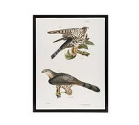Artery8 James De Kay Pigeon Hawk & Coopers Hawk Framed Canvas Wall Art Print in White | Size: W24" x H32" Artery8 White W24" x H32"