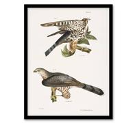 Artery8 James De Kay Pigeon Hawk & Coopers Hawk Framed Wall Art Print in White | Size: A4 Artery8 White A4