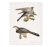 Artery8 James De Kay Pigeon Hawk & Coopers Hawk Wall Art Print in White | Size: W12" x H16" Artery8 White W12" x H16"