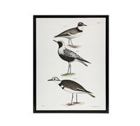 Artery8 James De Kay Ring Plover Snipe and Kildeer Black Framed Canvas Wall Art Print 18x24