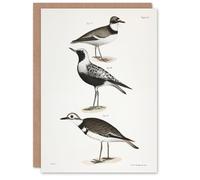 Artery8 James De Kay Ring Plover Snipe and Kildeer Blank Art Greeting Card