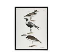 Artery8 James De Kay Ring Plover Snipe & Kildeer Framed Canvas Art Print in White | Size: W12" x H16" Artery8 White W12" x H16"