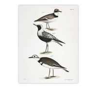 Artery8 James De Kay Ring Plover Snipe & Kildeer Wall Art Print in White | Size: W18" x H24" Artery8 White W18" x H24"