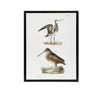 Artery8 James De Kay Ring Tailed Marlin & American Woodcock Framed Canvas Art in White | Size: W24" x H32" Artery8 White W24" x H32"