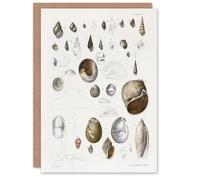 Artery8 James De Kay Seashell Variety Illustration Blank Art Greeting Card