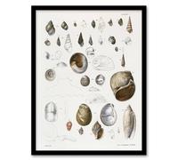 Artery8 James De Kay Seashell Variety Illustration Framed Wall Art Print in White | Size: A4 Artery8 White A4