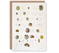 Artery8 James De Kay Seashells Study Illustration Art Greeting Card in White Artery8 White