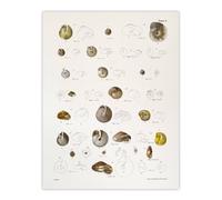 Artery8 James De Kay Seashells Study Illustration Wall Art Print in White | Size: W18" x H24" Artery8 White W18" x H24"