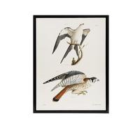 Artery8 James De Kay Swallow Tailed and Sparrow Hawk Black Framed Canvas Wall Art Print 24x32