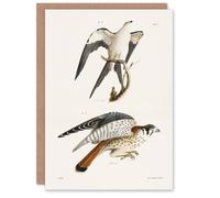 Artery8 James De Kay Swallow Tailed & Sparrow Hawk Art Greeting Card in White Artery8 White