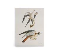 Artery8 James De Kay Swallow Tailed & Sparrow Hawk Canvas Wall Art Print in White | Size: W12" x H16" Artery8 White W12" x H16"