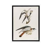 Artery8 James De Kay Swallow Tailed & Sparrow Hawk Framed Canvas Art Print in White | Size: W24" x H32" Artery8 White W24" x H32"