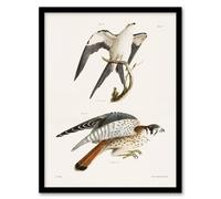 Artery8 James De Kay Swallow Tailed & Sparrow Hawk Framed Wall Art Print in White | Size: W12" x H16" Artery8 White W12" x H16"