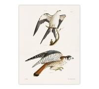 Artery8 James De Kay Swallow Tailed & Sparrow Hawk Wall Art Print in White | Size: W12" x H16" Artery8 White W12" x H16"