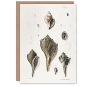 Artery8 James De Kay Types of Seashells Pencil Drawing Personalised Art Greeting Card