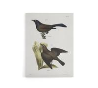 Artery8 James Ellsworth De Kay Crow Blackbirds Illustration Canvas Art Print in White | Size: W24" x H32" Artery8 White W24" x H32"