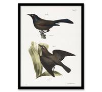 Artery8 James Ellsworth De Kay Crow Blackbirds Illustration Framed Art Print in White | Size: A4 Artery8 White A4