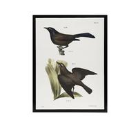 Artery8 James Ellsworth De Kay Crow Blackbirds Illustration Framed Canvas Art in White | Size: W18" x H24" Artery8 White W18" x H24"