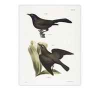 Artery8 James Ellsworth De Kay Crow Blackbirds Illustration Wall Art Print in White | Size: W18" x H24" Artery8 White W18" x H24"