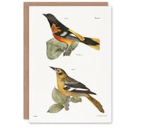 Artery8 James Ellsworth De Kay Golden Oriole and Ditto Blank Art Greeting Card