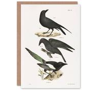 Artery8 James Ellsworth De Kay Raven Crow and Magpie Blank Art Greeting Card