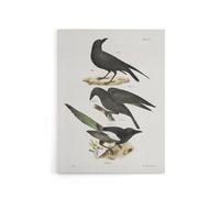 Artery8 James Ellsworth De Kay Raven Crow & Magpie Canvas Wall Art Print in White | Size: W12" x H16" Artery8 White W12" x H16"