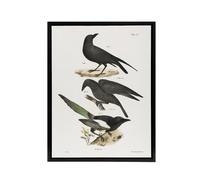 Artery8 James Ellsworth De Kay Raven Crow & Magpie Framed Canvas Art Print in White | Size: W12" x H16" Artery8 White W12" x H16"
