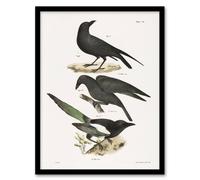 Artery8 James Ellsworth De Kay Raven Crow & Magpie Framed Wall Art Print in White | Size: A4 Artery8 White A4