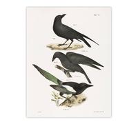 Artery8 James Ellsworth De Kay Raven Crow & Magpie Wall Art Print in White | Size: W18" x H24" Artery8 White W18" x H24"