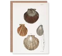 Artery8 James Ellsworth De Kay Scallop Seashells Study Blank Art Greeting Card