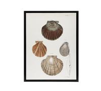 Artery8 James Ellsworth De Kay Scallop Seashells Study Black Framed Canvas Wall Art Print 18x24