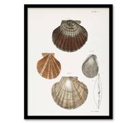 Artery8 James Ellsworth De Kay Scallop Seashells Study Framed Wall Art Print in White | Size: W12" x H16" Artery8 White W12" x H16"