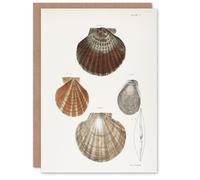 Artery8 James Ellsworth De Kay Scallop Seashells Study Personalised Art Greeting Card