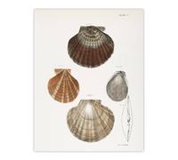 Artery8 James Ellsworth De Kay Scallop Seashells Study Wall Art Print in White | Size: W12" x H16" Artery8 White W12" x H16"