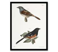 Artery8 James Ellsworth De Kay Swamp Finch & Chewink Framed Wall Art Print in White | Size: A4 Artery8 White A4