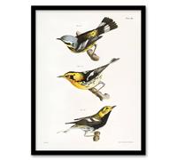 Artery8 James Ellsworth De Kay Trio of Warbler Birds Framed Wall Art Print in White | Size: A4 Artery8 White A4